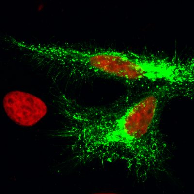 Espressione di SERINC5 (verde) nelle cellule (nuclei in rosso)